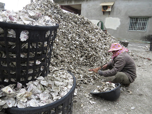 取出牡蠣後的牡蠣殼多被當作農業廢棄物堆置在旁，台糖計畫以牡蠣殼生產碳酸鈣，將廢棄物轉化為資源