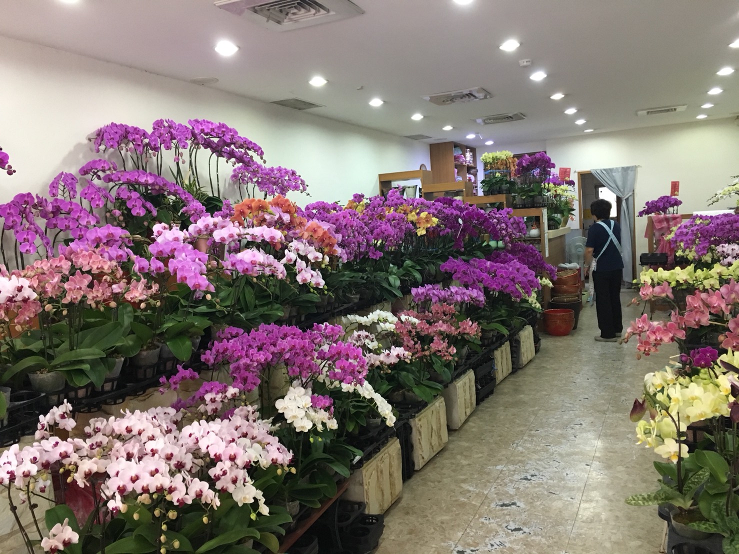台糖花苑（台北）門市展售美觀大方的蝴蝶蘭組