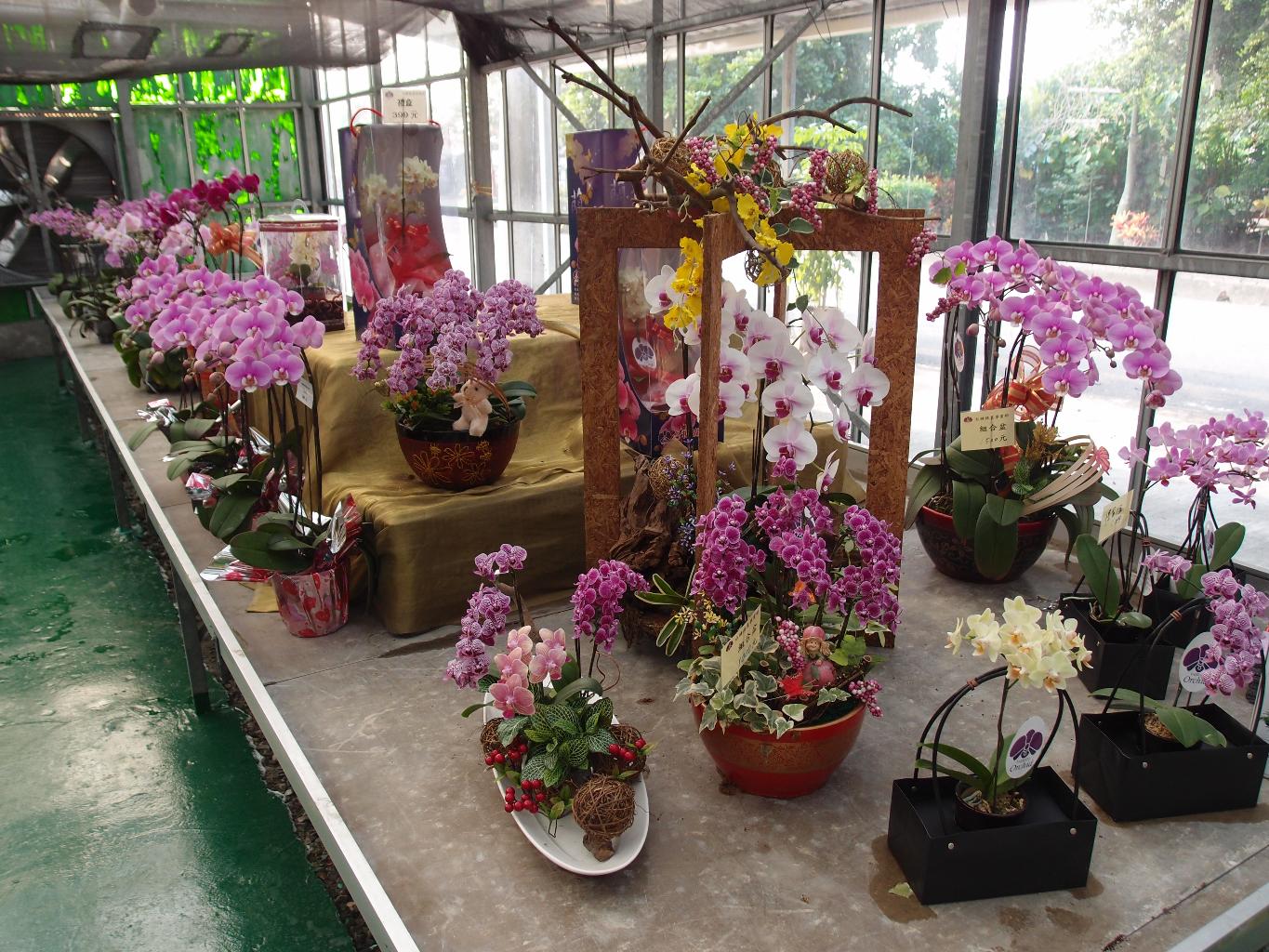 台糖花苑（烏樹林）門市銷售精緻典雅的蝴蝶蘭