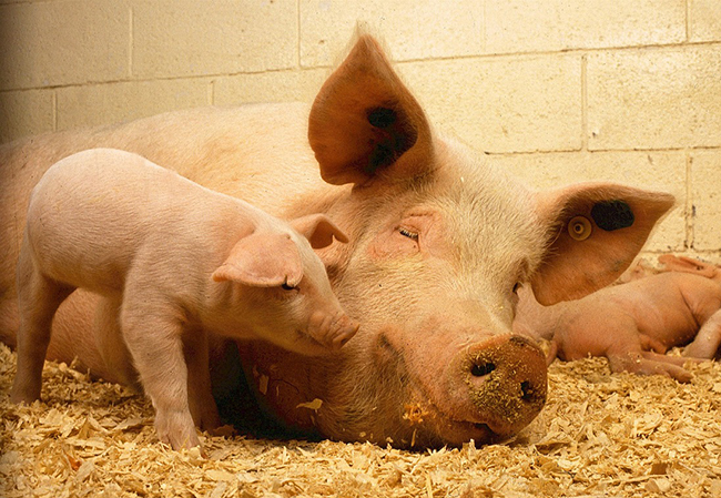 舒適合宜的的豬舍環境，有助於生產品質更好的豬肉