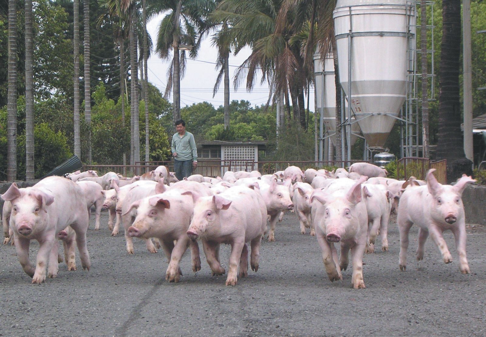 由於台糖在豬隻管理上的嚴格管控，每頭豬都頭好壯壯，進而轉換成美味的肉品
