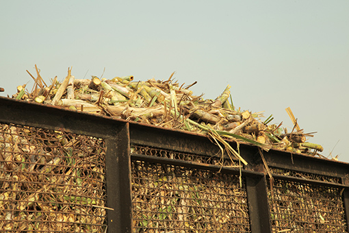 甘蔗作物對碳捕捉效率比水稻、大豆及小麥等作物高出10倍，可有效改善溫室效應，對自然環境友善