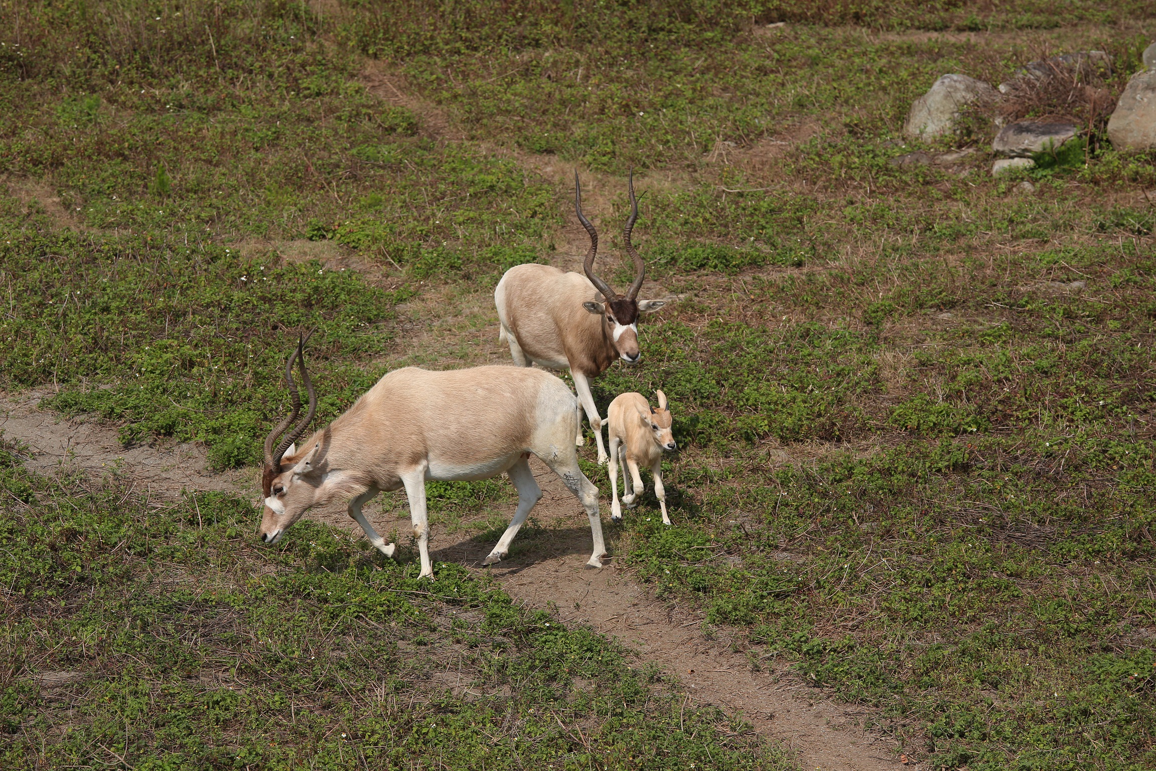「咩寶」個性活潑，對週遭環境感到好奇東張西望；羊媽媽緊跟在後，似深怕有什麼閃失。