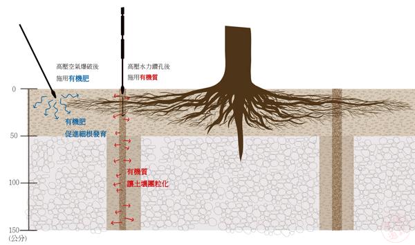 利用垂直的根系導引植穴，讓樹的根系能夠順著通氣的結構向下生長