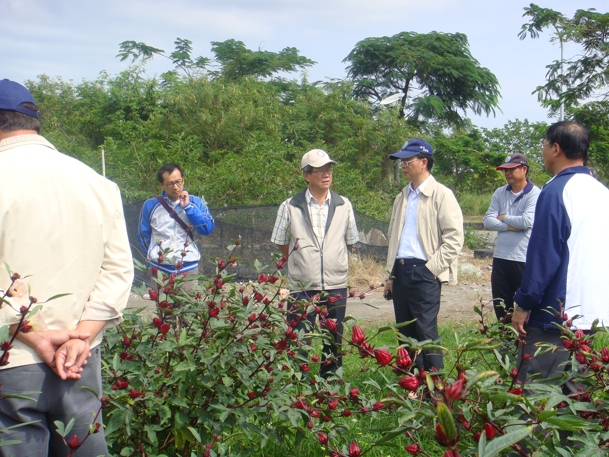 台東區處羅經理清達與台東農改場林場長學詩一行人参觀洛神葵區