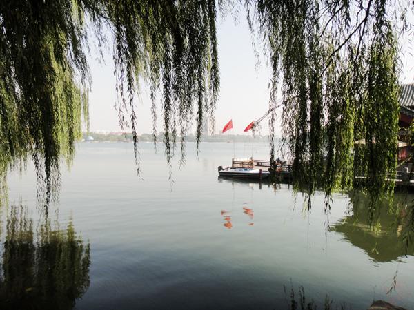 大明湖的垂柳