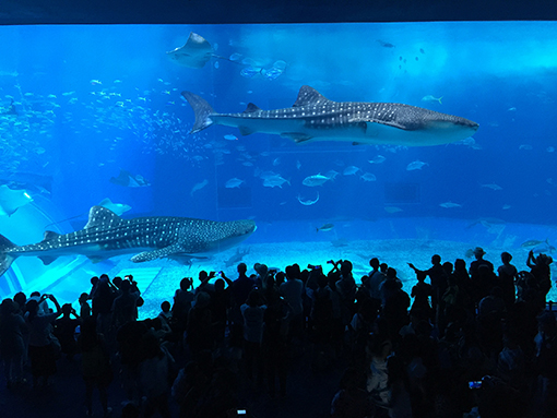 沖繩美麗海水族館的鯨鯊彷彿 皇帝出巡般霸氣游過水族箱