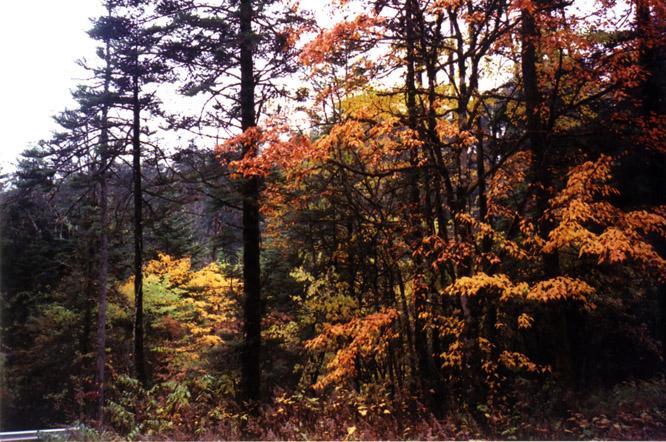 海螺溝的秋林