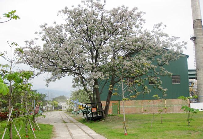淡紫盛開的楝樹花，與糖廠煙囪、五分台車織成一片浪漫美景