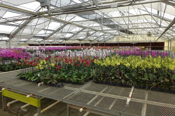 美國加州分公司目前銷售各類蘭花及桉樹切葉等產品