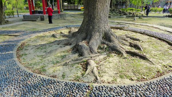 鋪面做到根基附近，限縮樹根生長環境