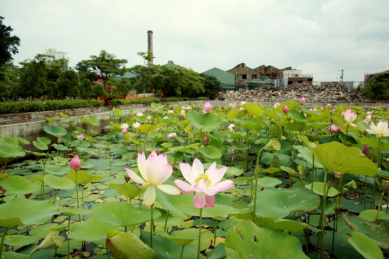 蓮花池全景