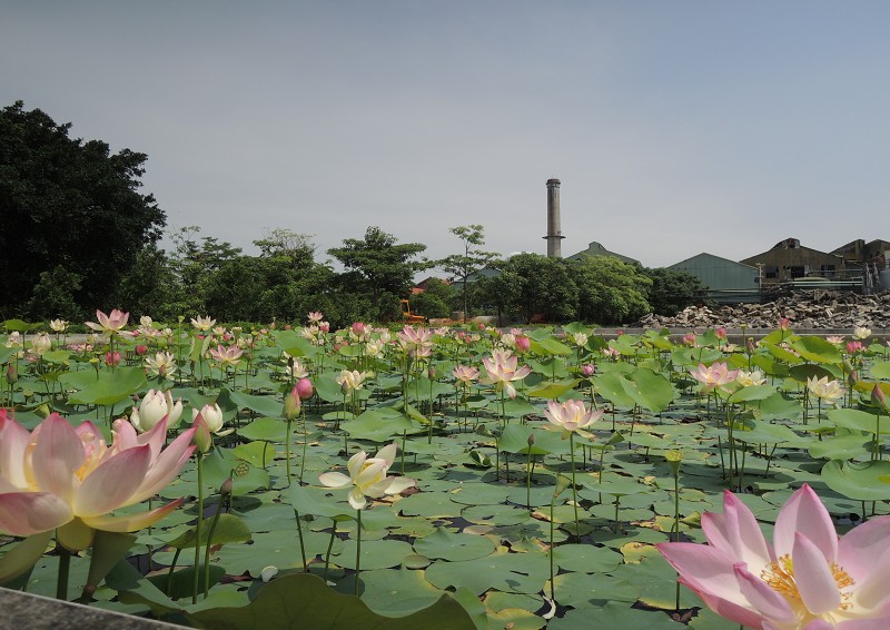蓮花池之盛開睡蓮