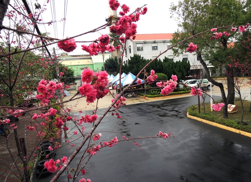 link to Xihu Sugar Refinery’s Cherry Blossom