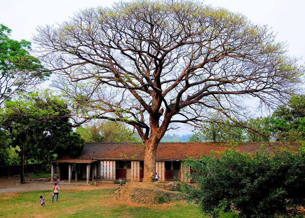 Rain Tree Square