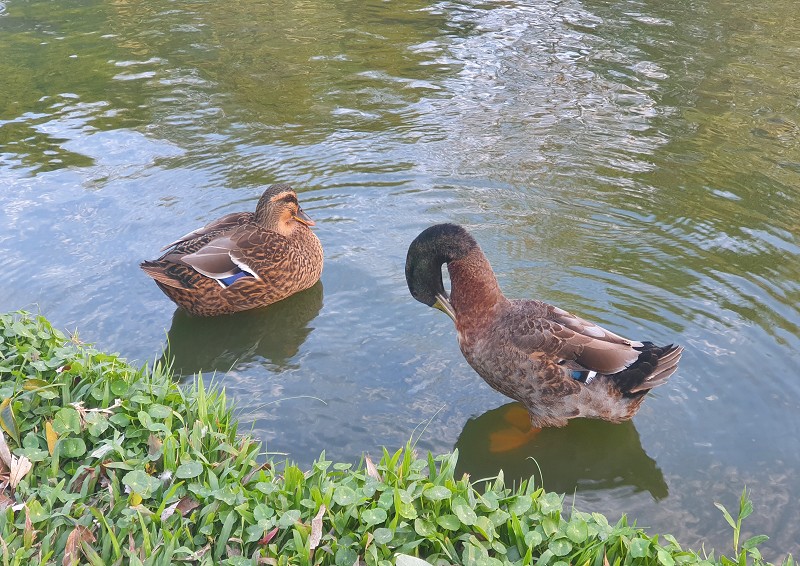 連結 生態池戲水的綠頭鴨