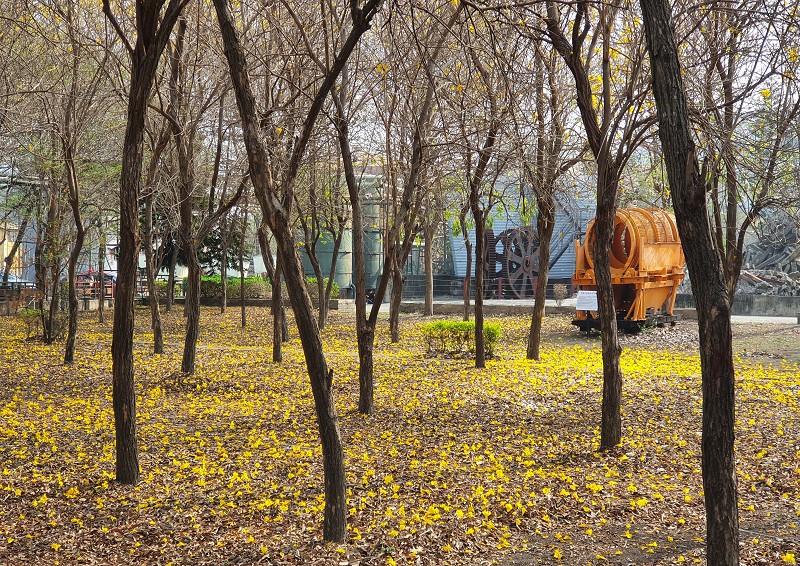 連結 黃花鈴木下的落花