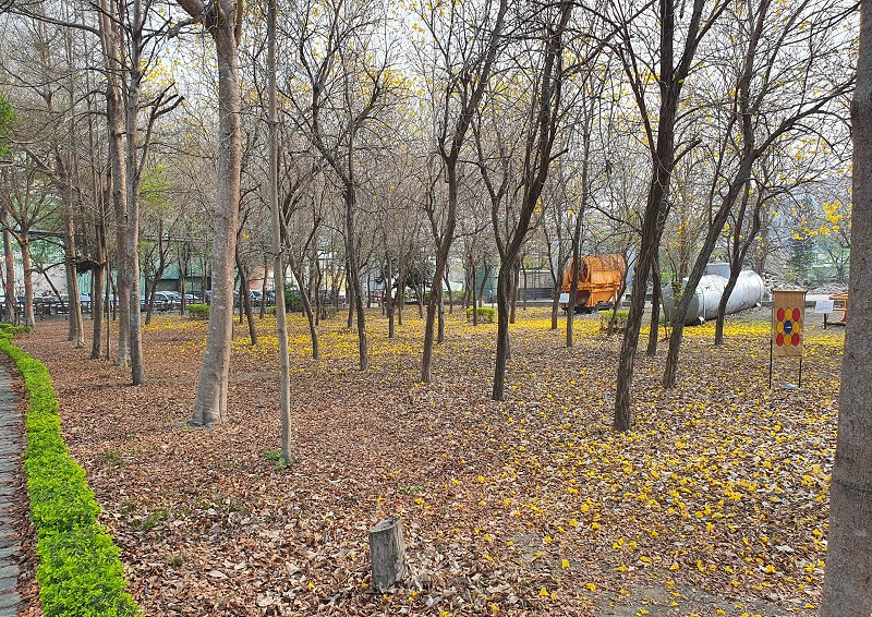黃花風鈴木步道