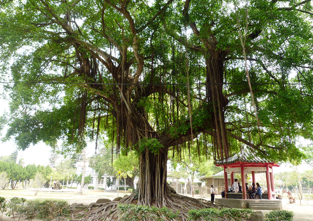 連結 蒜頭糖廠和園