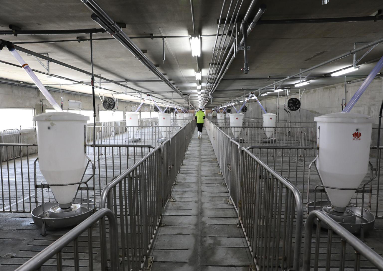 負壓水簾式豬舍高床式地板設計及自動化餵飼系統