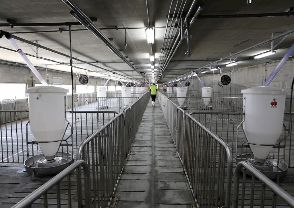 東海豐負壓水簾式豬舍高床式地板設計及自動化餵飼系統