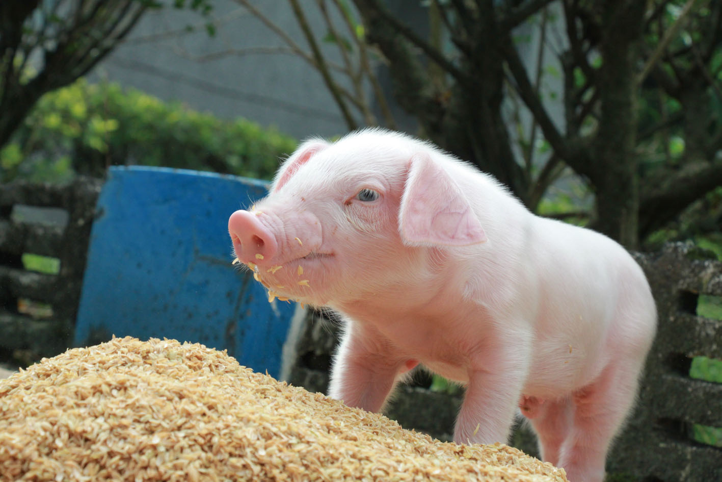 台糖飼養豬隻，健康安全