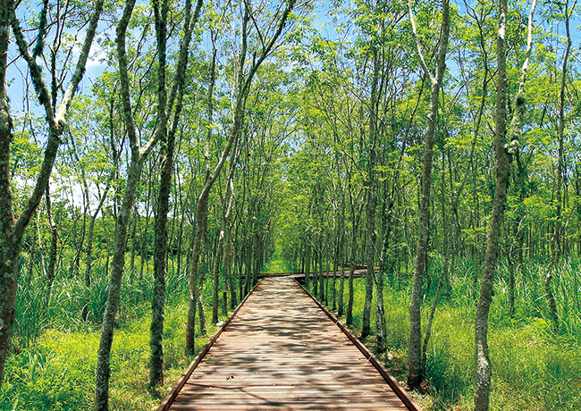 A biking trail in the Danongdafu Forest Park in Hualien.