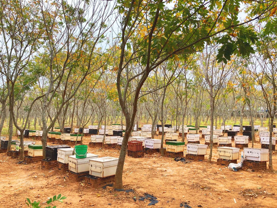 平地造林地結合林下養蜂使用