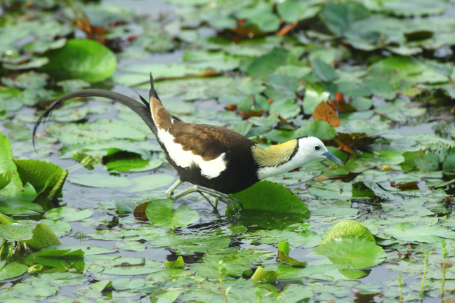 Jacana Ecological Education Park in Guantien