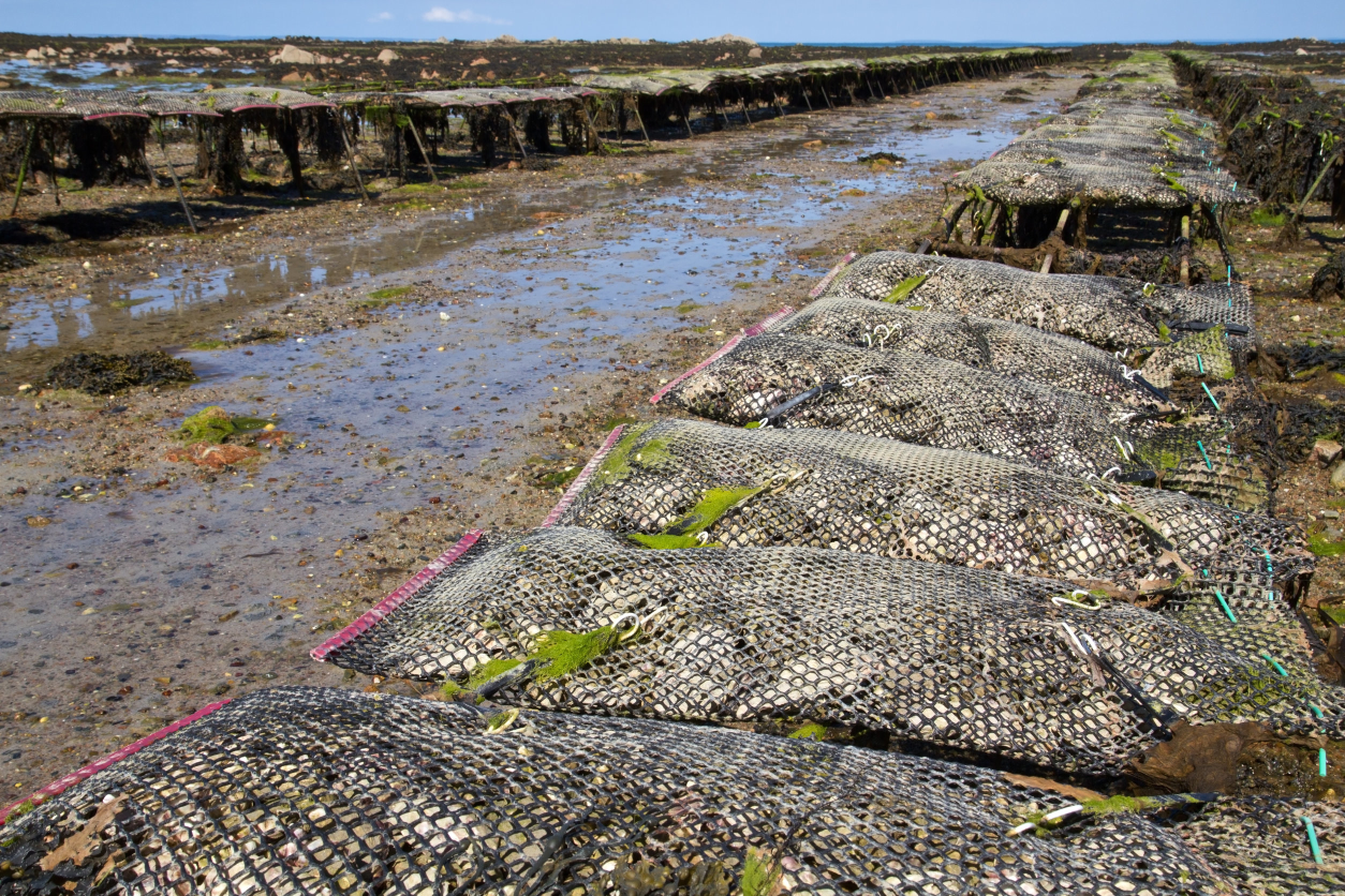 Artificial oyster reef made from oyster shells