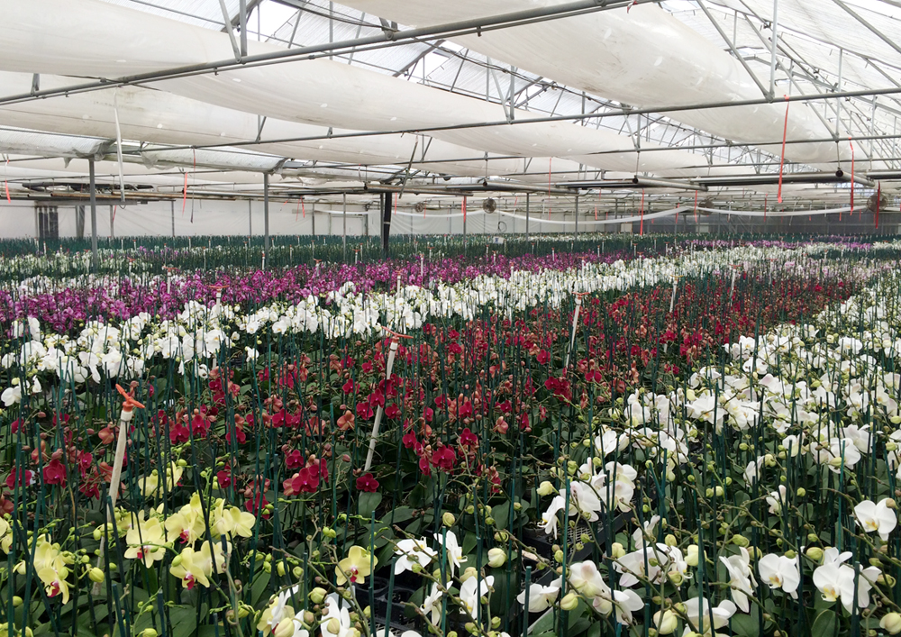 Orchid greenhouse of  the Taisuco America Corporation