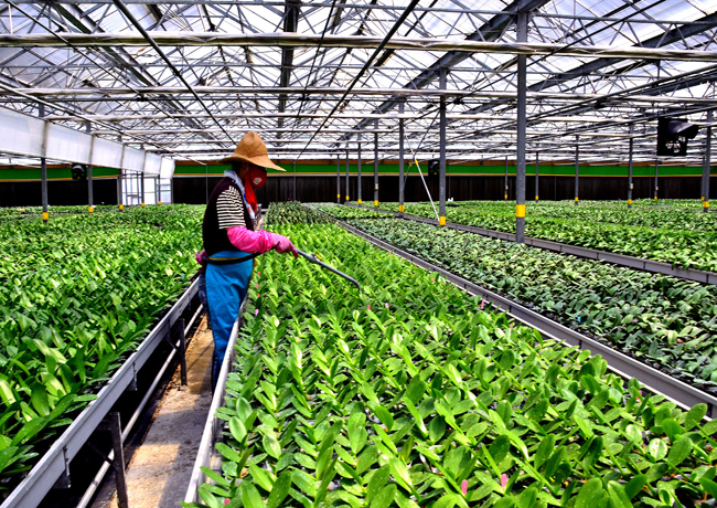 Phalaenopsis is one of the major products in TSC’s Agriculture Business