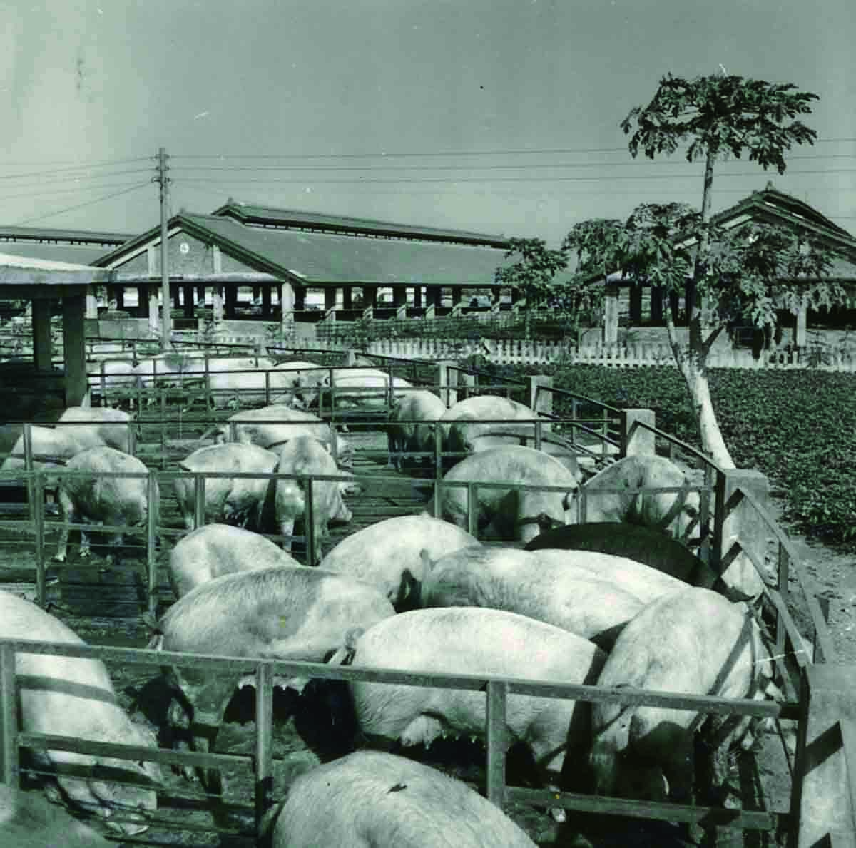 台糖養豬事業發展已逾60年