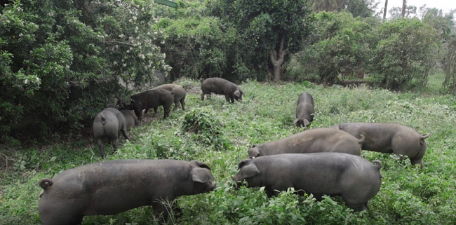 台糖森悅豬採森林放牧養殖，在林間草地充分運動，成就緊實Q彈、汁多味美的肉質